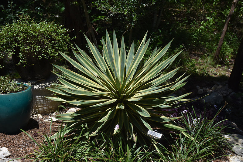 Yucca Gloriosa Variegata