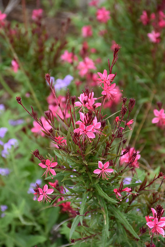 Gaura Belleza™ Dark Pink