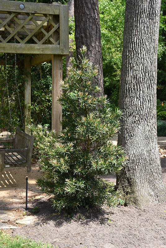 Podocarpus Mood Ring®