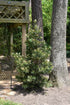 Podocarpus Mood Ring®