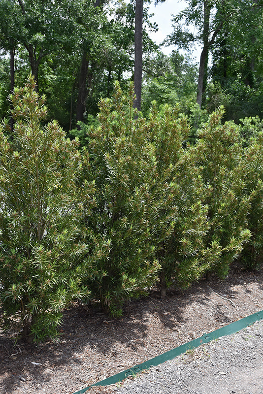 Podocarpus Roman Candle™