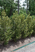 Podocarpus Roman Candle™