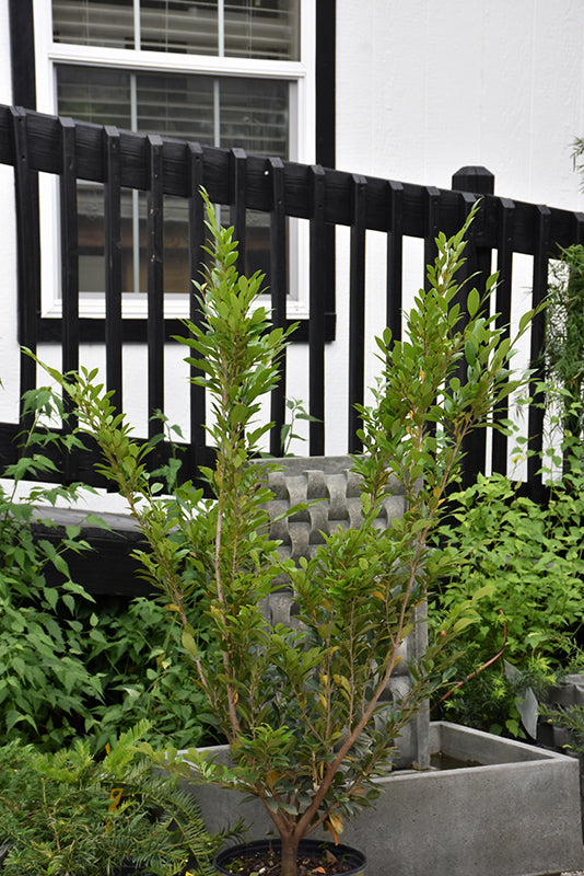 Distylium Emerald Heights®