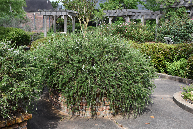 Rosemary Huntington Carpet