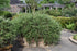 Rosemary Huntington Carpet