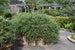 Rosemary Huntington Carpet