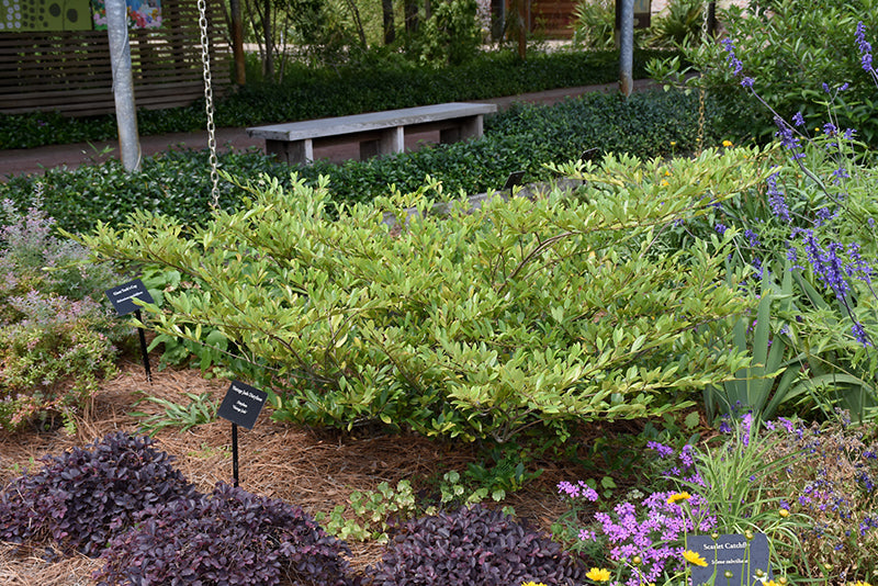 Distylium First Editions® Vintage Jade