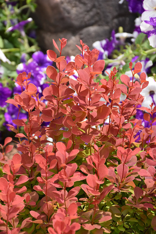 Barberry Orange Rocket