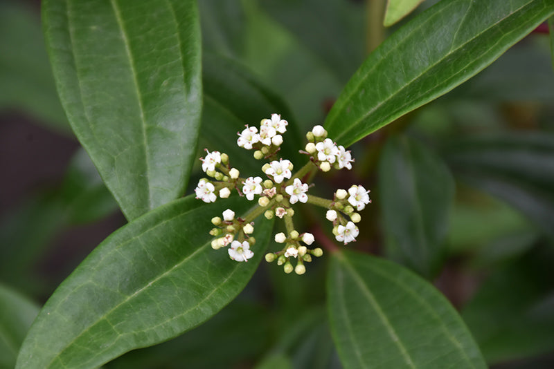 Viburnum Moonlit Lace®