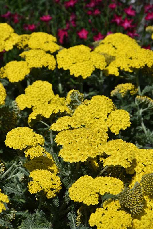 Yarrow Moonshine Little Moonshine