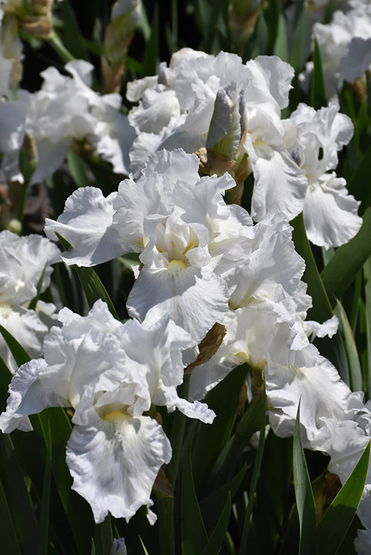 Iris German Immortality- White