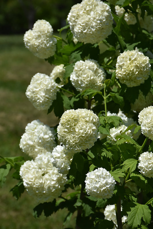 Viburnum Eastern Snowball