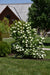 Viburnum Eastern Snowball