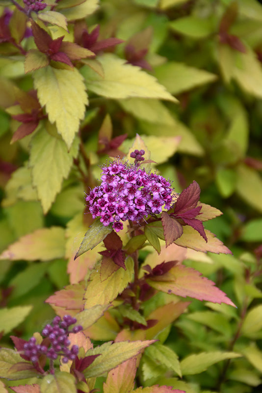 Spirea Rainbow Fizz™