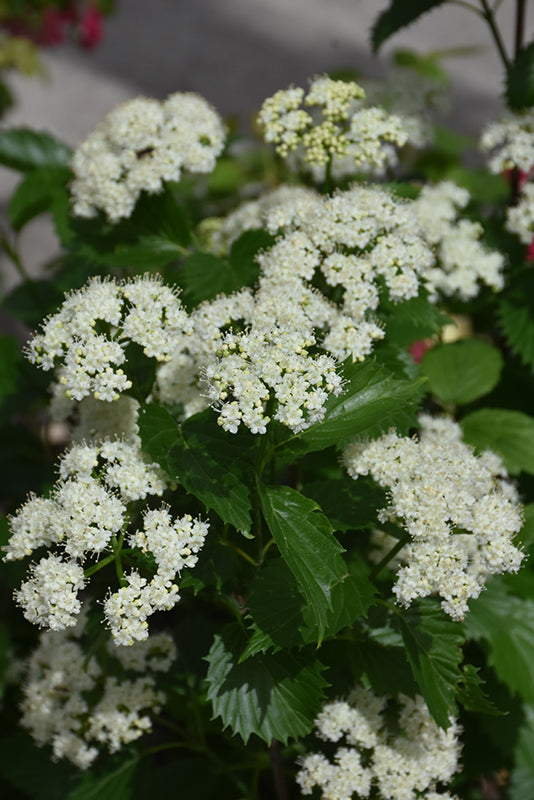 Viburnum Arrowwood Blue Muffin