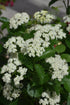 Viburnum Arrowwood Blue Muffin