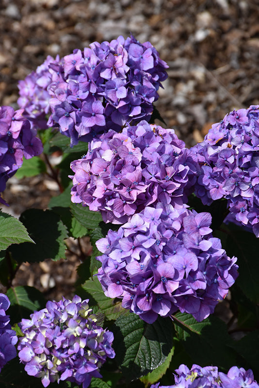 Hydrangea Endless Summer® Bloomstruck®