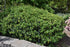 Osmanthus Gulftide