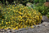 St. John'S Wort Hidcote
