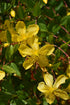 St. John'S Wort Hidcote