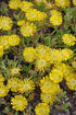 Hardy Ice Plant Wow™ Golden Wonder