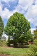 Tulip Poplar Emerald City®