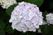 Hydrangea Endless Summer® Blushing Bride®