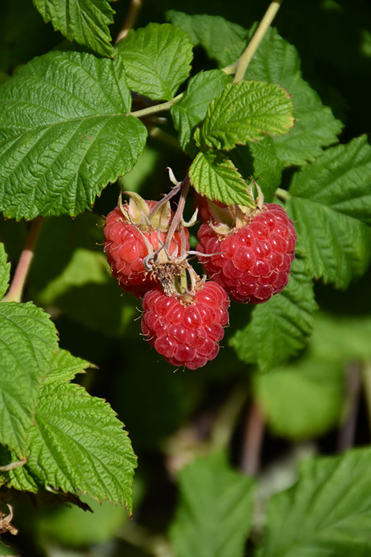Raspberry Bushel&Berry® Shortcake®