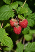 Raspberry Bushel&Berry® Shortcake®