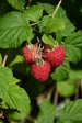 Raspberry Bushel&Berry® Shortcake®