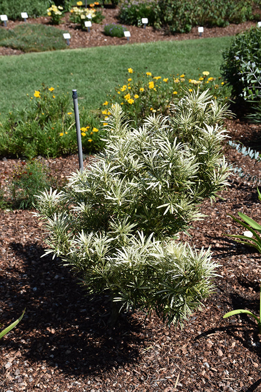 Podocarpus Roman Candle™