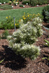 Podocarpus Roman Candle™