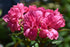 Azalea Encore® Autumn Jewel®