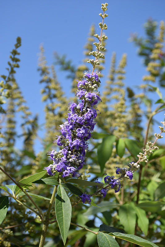 Vitex Shoal Creek Bush Form