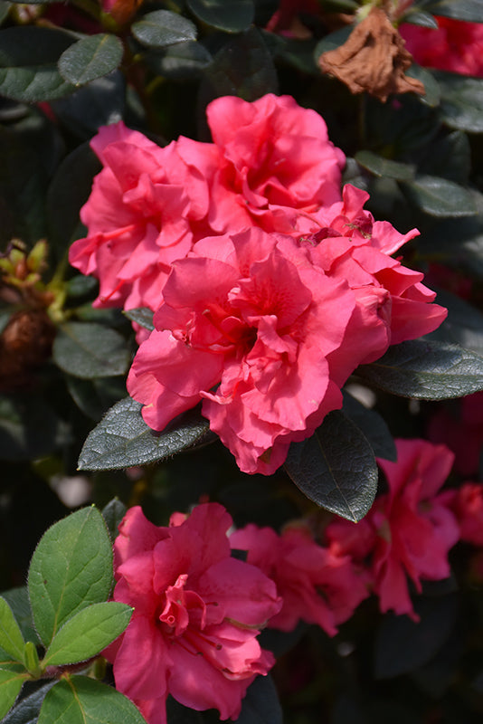 Azalea Encore® Autumn Rouge®