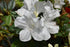 Azalea Encore® Autumn Ivory®