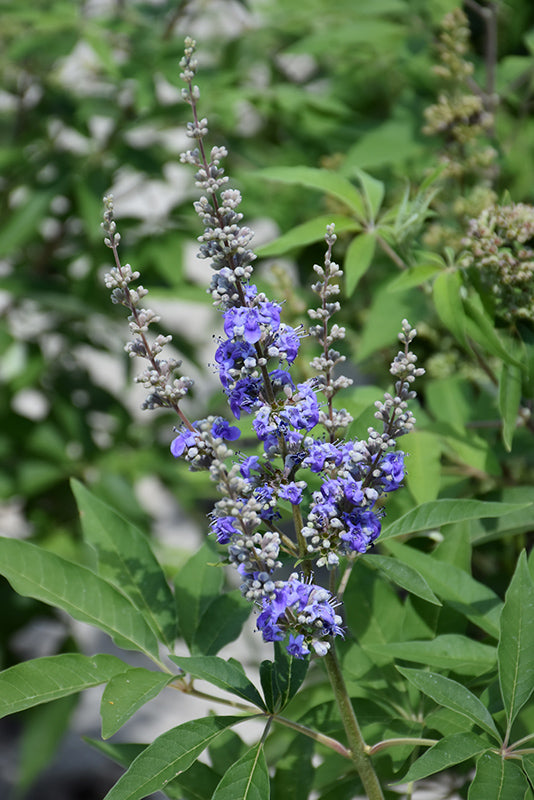 Vitex Purple Tree Form