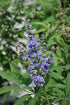 Vitex Purple Bush Form