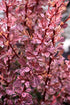 Barberry Rose Glow