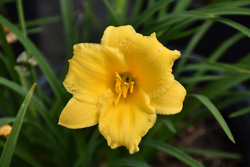 Daylily Stella D'Oro- Golden Yellow