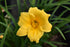 Daylily Stella D'Oro- Golden Yellow