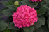 Hydrangea Endless Summer® Summer Crush®