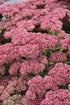 Sedum Autumn Series Fire