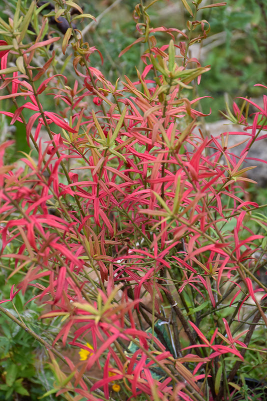 Euonymus Burning Bush Dwarf