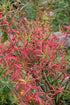 Euonymus Burning Bush Dwarf