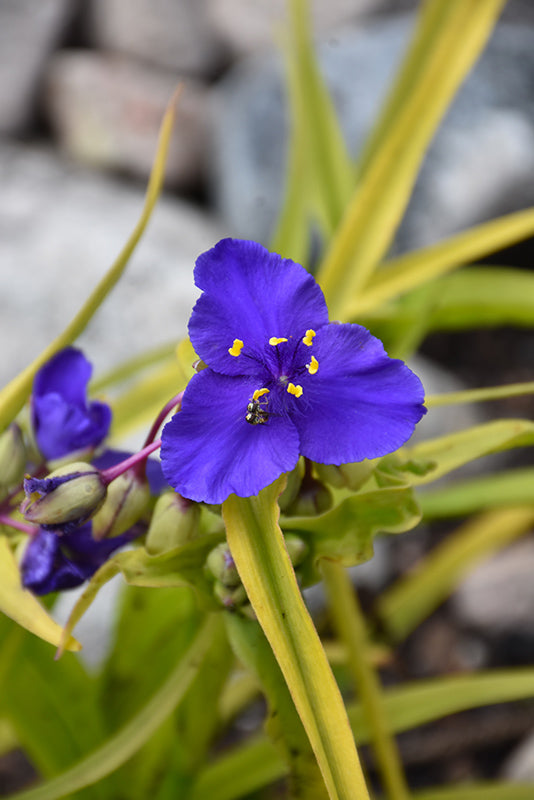 Spiderwort Sweet Kate*