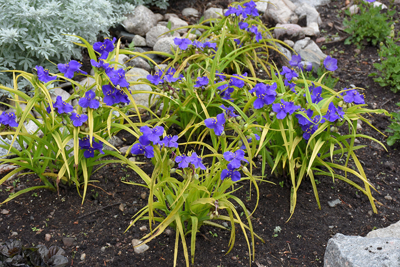 Spiderwort Sweet Kate*