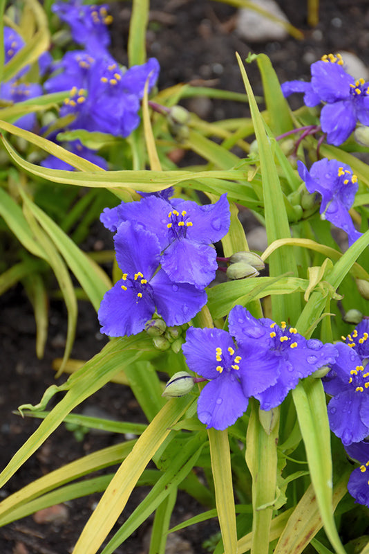 Spiderwort Sweet Kate*