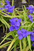 Spiderwort Sweet Kate*