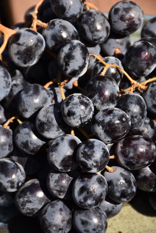 Grape Vine 'Monukka' Black Seedless